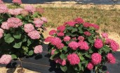 invincibelle_ruby_hydrangea_8 — копия